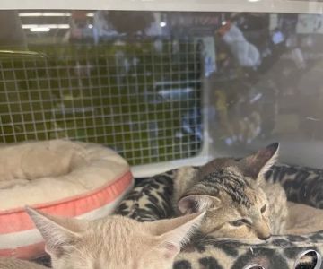 Petco