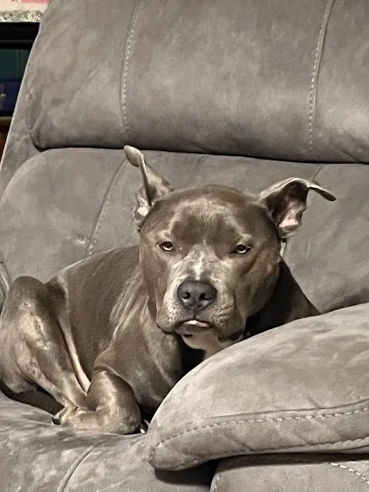 Lake Murray Animal Hospital: Bonnema Jennifer DVM 12
