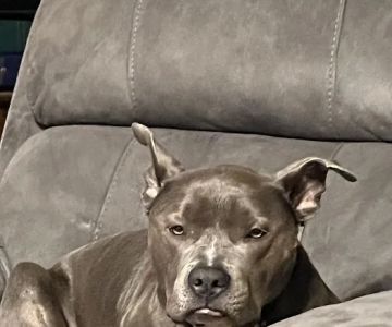 Lake Murray Animal Hospital: Bonnema Jennifer DVM