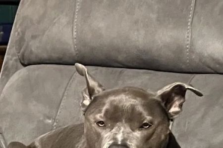 Lake Murray Animal Hospital: Bonnema Jennifer DVM