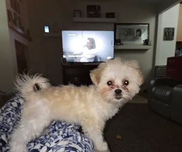 Petco