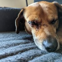Friarsgate-Ballentine Animal Hospital ico