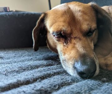 Friarsgate-Ballentine Animal Hospital