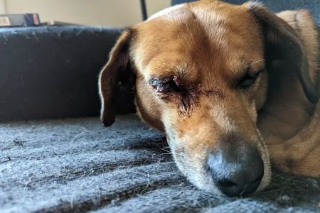 Friarsgate-Ballentine Animal Hospital