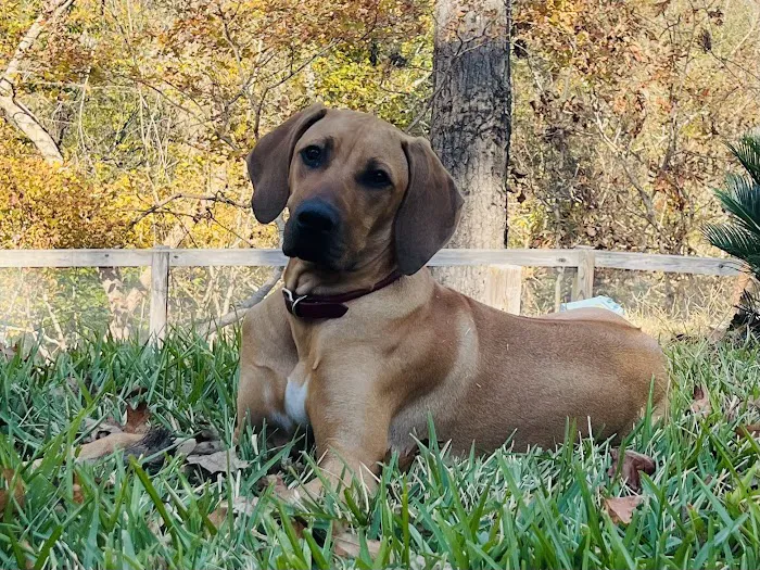 Friarsgate-Ballentine Animal Hospital 12