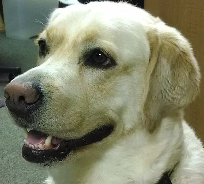 Friarsgate-Ballentine Animal Hospital 12