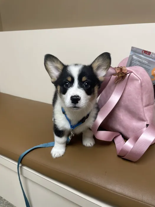 Dutch Fork Animal Hospital 12