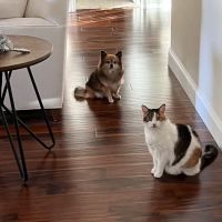 Dutch Fork Animal Hospital ico
