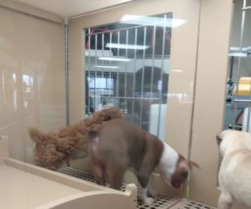 Petland Racine