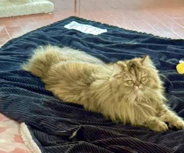Veterinary Specialists of Greater New Orleans