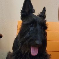 Banfield Pet Hospital ico
