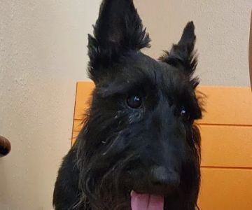 Banfield Pet Hospital