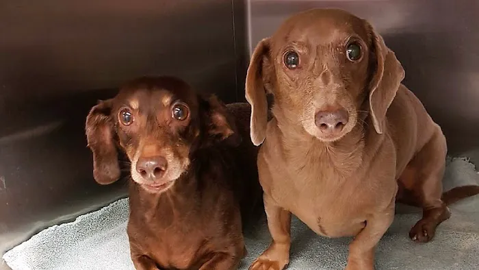 Hickory Knoll Veterinary Hospital 12