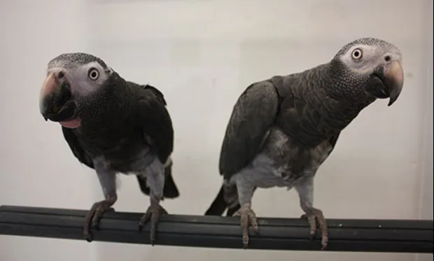 Avian & Exotic Animal Hospital of Louisiana 12