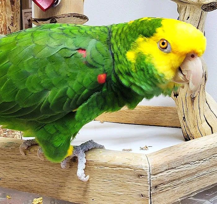 Avian & Exotic Animal Hospital of Louisiana 12