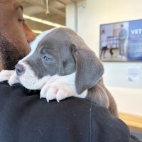 Vetco Total Care Animal Hospital ico