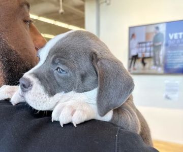 Vetco Total Care Animal Hospital
