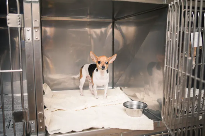 River Ridge Veterinary Clinic 12