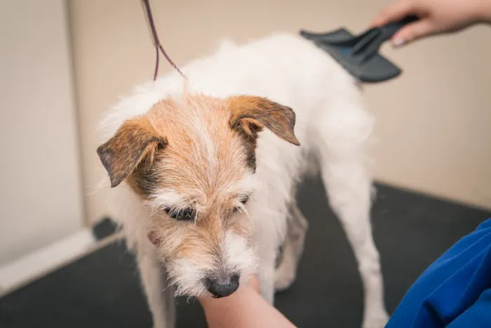 River Ridge Veterinary Clinic 12