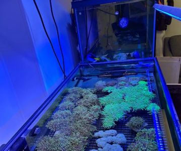Cape Coral Collectors