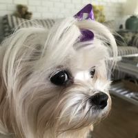 Abadie Veterinary Hospital ico