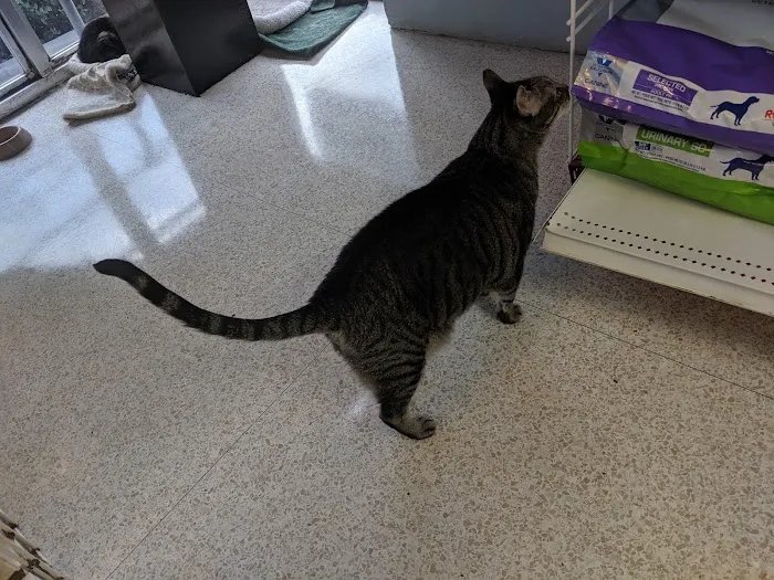 Animal Medical & Surgical Hospital 2