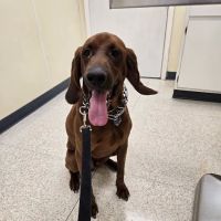 Animal Medical & Surgical Hospital ico