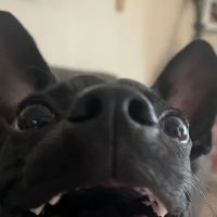 Country Pet Hospital ico