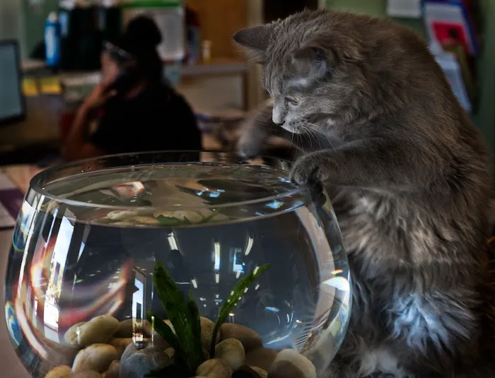 Country Pet Hospital 12