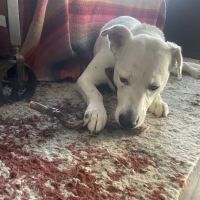 Squeaky Bea’s ico