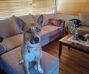 Banfield Pet Hospital