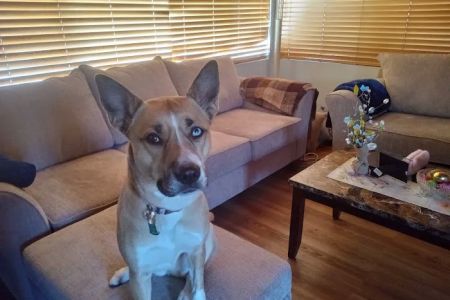 Banfield Pet Hospital