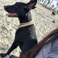 Tell Tail Veterinary Urgent Care ico