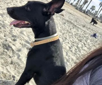 Tell Tail Veterinary Urgent Care