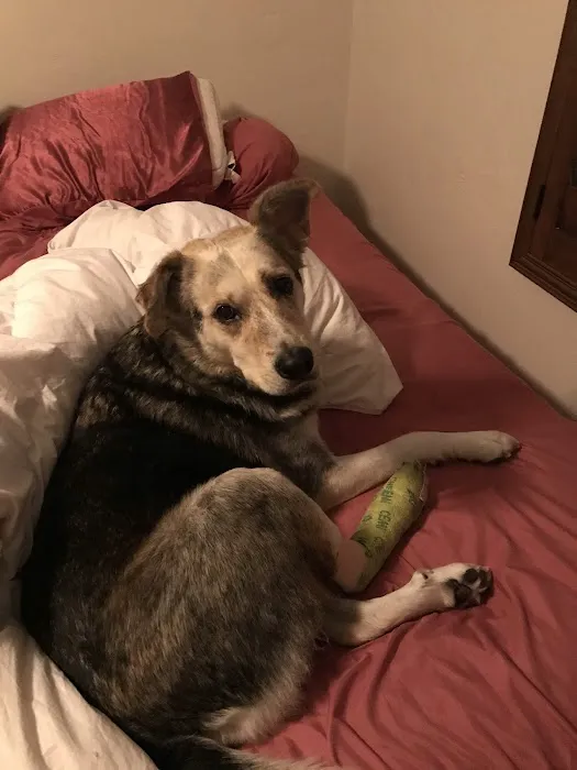 Tell Tail Veterinary Urgent Care 8
