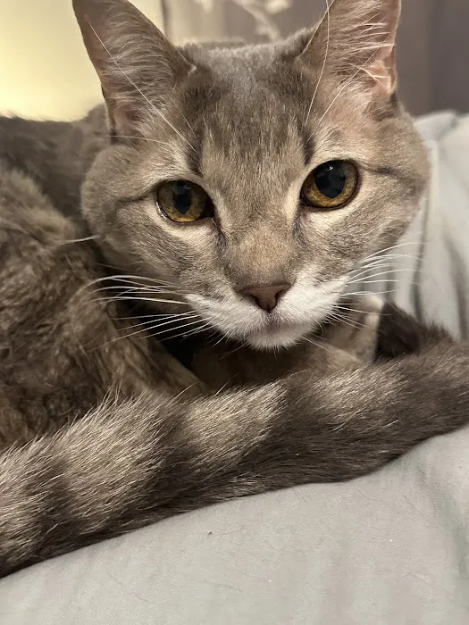 Tell Tail Veterinary Urgent Care 9