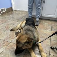 Mission Valley Pet Clinic ico