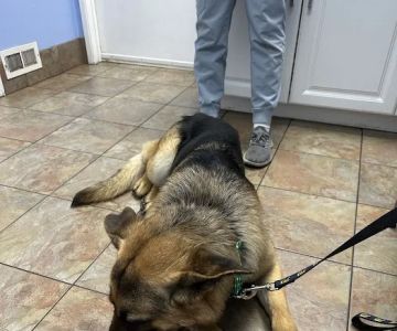Mission Valley Pet Clinic
