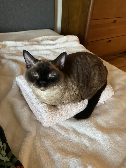 Mission Valley Pet Clinic 3
