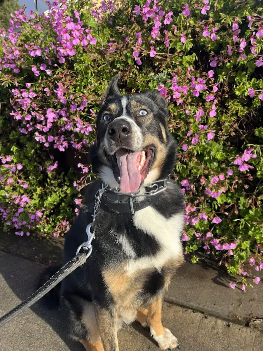 Mission Valley Pet Clinic 10