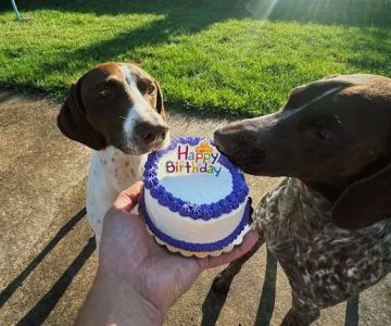 Joy's Best Friends Best Bites