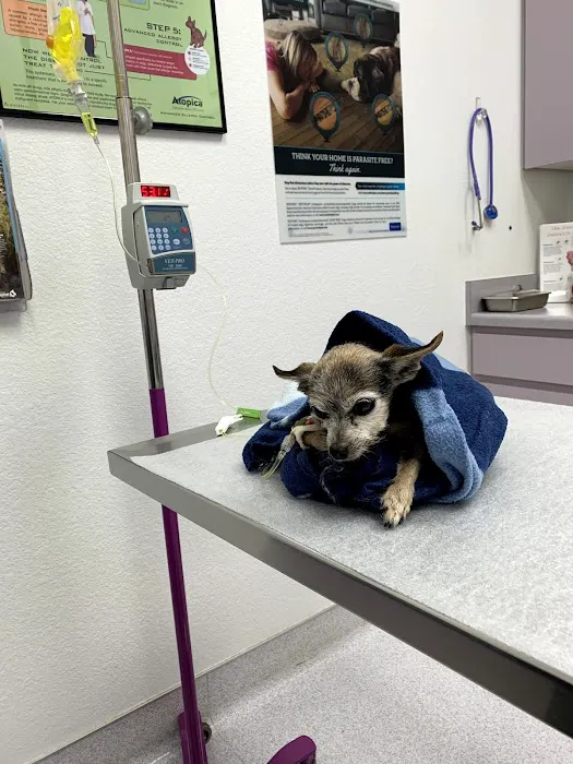 Eastlake Village Vet Clinic 12