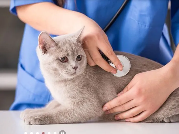 Rolling Hills Pet Hospital 10