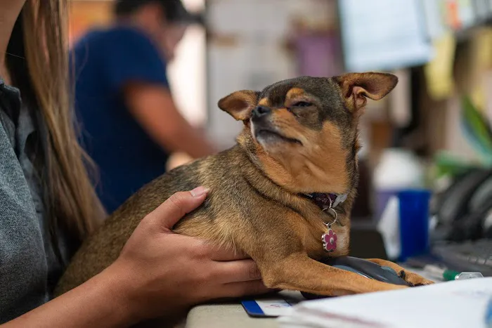 Otay Pet Vets 4