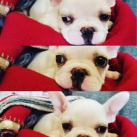 Otay Pet Vets ico