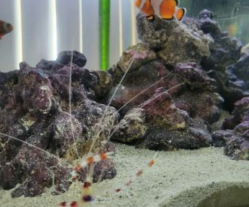 Wet Dreams Aquatics