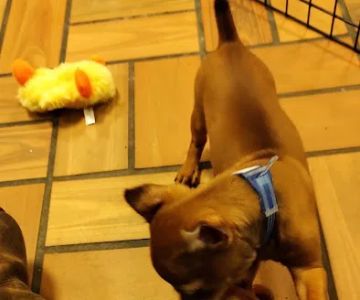 Puppyworld