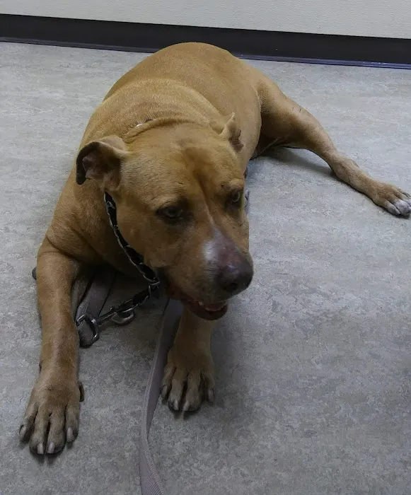 VCA Main Street Animal Hospital 1