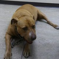 VCA Main Street Animal Hospital ico