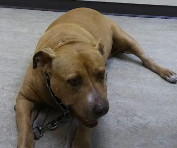 VCA Main Street Animal Hospital